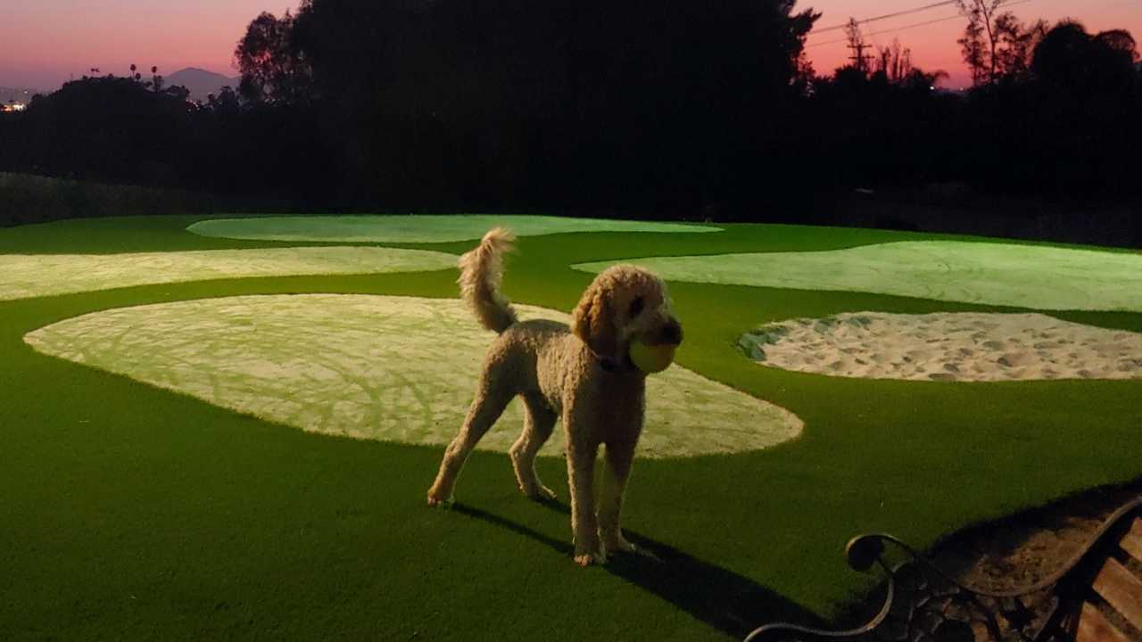 dog ball
