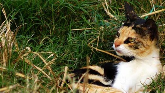 Calico X  Lucky Calico Cats