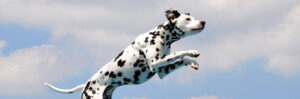 wpf-cross-image