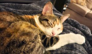 Pearl, a tortie cat, sleeps on a blanket.